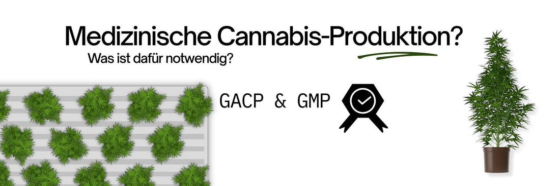 Vorgaben für den Anbau von medizinischem Cannabis nach GACP & GMP - C-CONTAINER